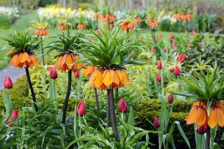 Fritillaria Imperialis Premier, Crown Imperial, mid Spring bloom, Fritillaria Premier, late Spring bloom, orange crown imperial